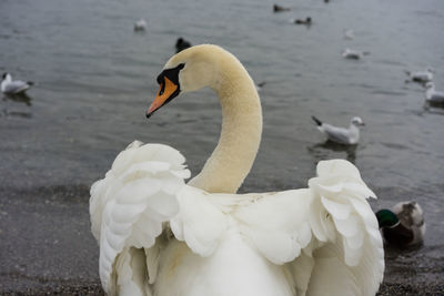 Swans swimming in lake