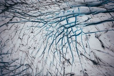 Full frame shot of frozen plants