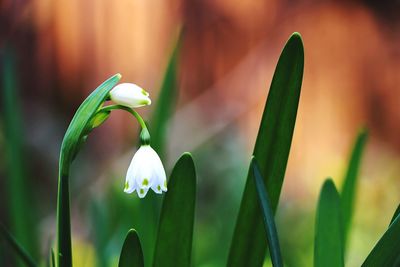 Close-up of white flower