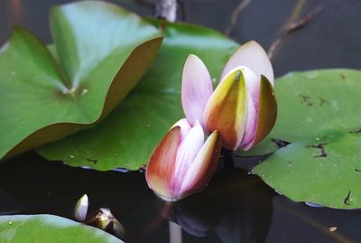 Close-up of lotus water lily in lake