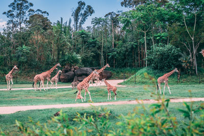 Giraffes on field