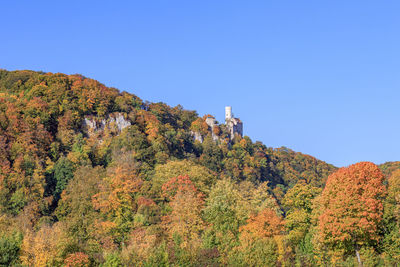 Low angle view of trees and plants against clear blue sky