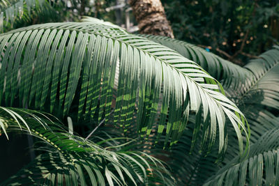 Close-up of palm leaves