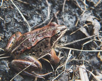 Close-up of frog