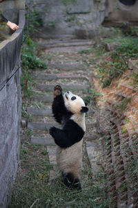 Side view of a panda standing outdoors