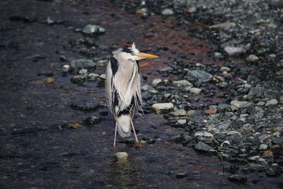 High angle view of gray heron perching on field