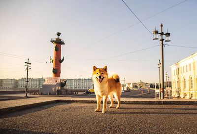 Cat standing on road against sky in city