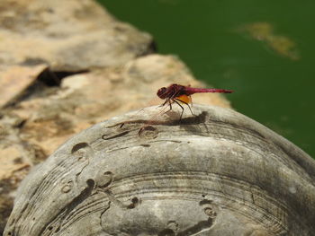 Close-up of insect