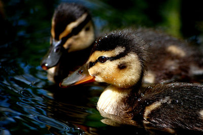 Close-up of a duck in a water