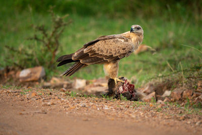 Tawny eagle standing on carrion turns head