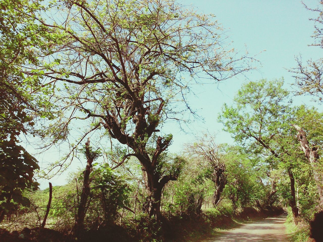 tree, growth, tranquility, branch, nature, the way forward, tranquil scene, beauty in nature, green color, scenics, sky, footpath, day, tree trunk, landscape, outdoors, non-urban scene, no people, plant, lush foliage, idyllic, green, remote, diminishing perspective, non urban scene, growing, sunny