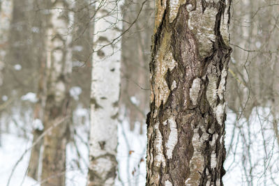 Close-up of tree trunk during winter