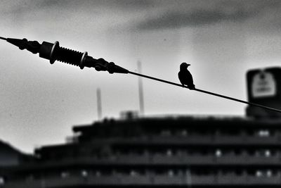 Low angle view of bird perching on wall