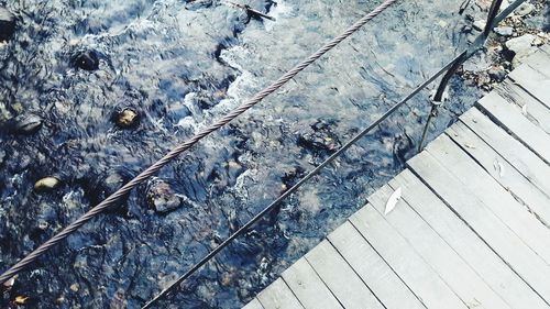 High angle view of turtle in water