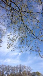Low angle view of bare trees against sky