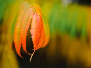 Close-up of orange leaf