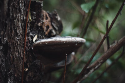 Close-up of mushroom growing on tree trunk