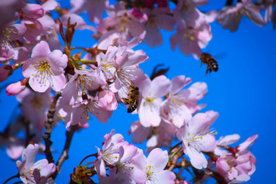 Close-up of bee on cherry blossom