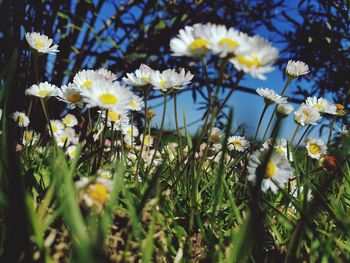 Close-up of white daisy flowers