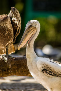 Close-up of birds in lake