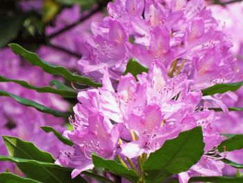 Close-up of pink flowering plant