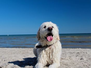 View of dog on beach