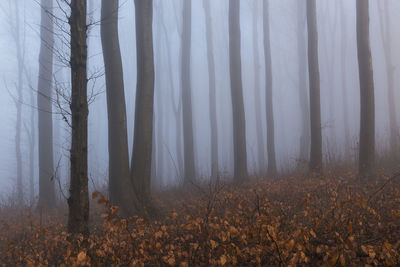 Trees in forest