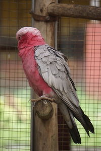 Close-up of parrot perching in cage