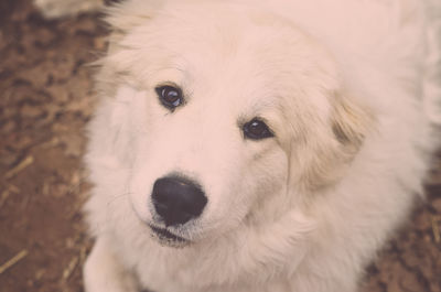 Close-up portrait of dog