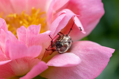 Cockchafer melolontha may beetle bug insect macro portrait. maybug nibbles on a peony flower