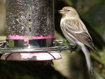 Side view of house finch perching on bird feeder