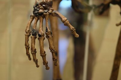 Close-up of human skeleton hand