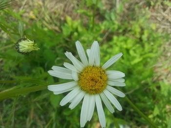 Close-up of white flower blooming on field