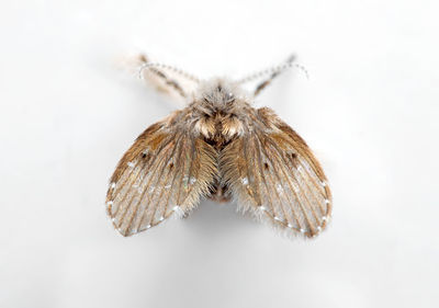 Close-up of butterfly over white background