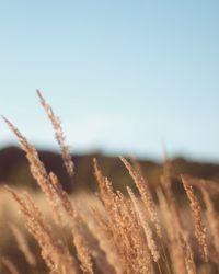 Close-up of stalks against clear sky