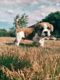 View of dog on field against sky