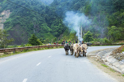 View of people riding horse on road