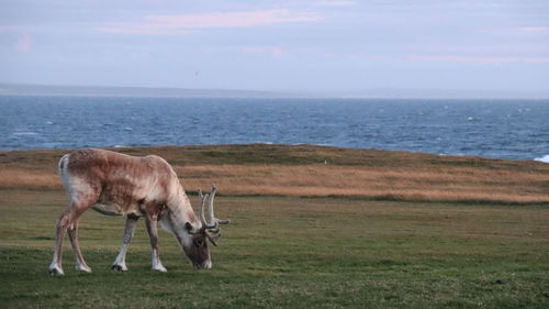 Young cariboo in front of the ocean