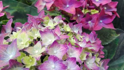 Close-up of pink flowers