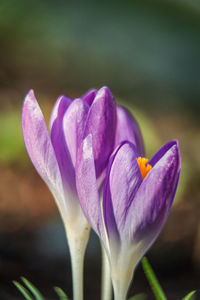 Close-up of purple crocus flower