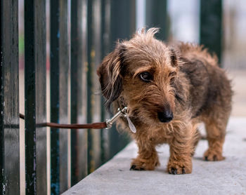 Close-up of dog standing by fence