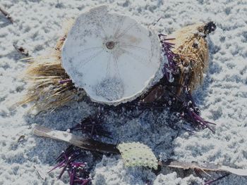 High angle view of animal on snow covered land
