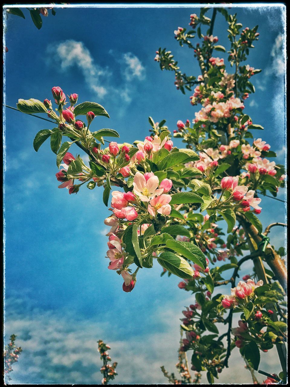 LOW ANGLE VIEW OF FLOWERS AGAINST BLUE SKY