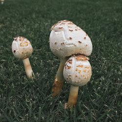 Close-up of mushroom growing on field