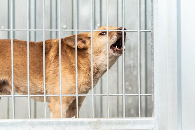 Close-up of a dog in cage