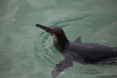 Portrait of galápagos penguin spheniscus mendiculus swimming in water galapagos islands, ecuador.