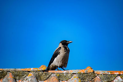 Bird perching on wall against blue sky