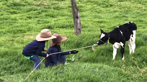 Side view of boys playing with calf on grassy field