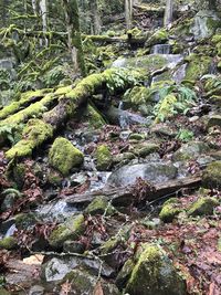 Moss growing on rocks in forest