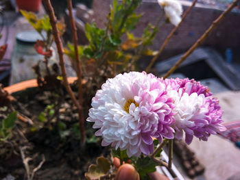 Close-up of pink flowering plant